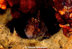 blenny by Scozio Salvatore 
